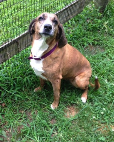 Lilah a Adult Female Plott Hound (short coat) adopted through Collie Rescue