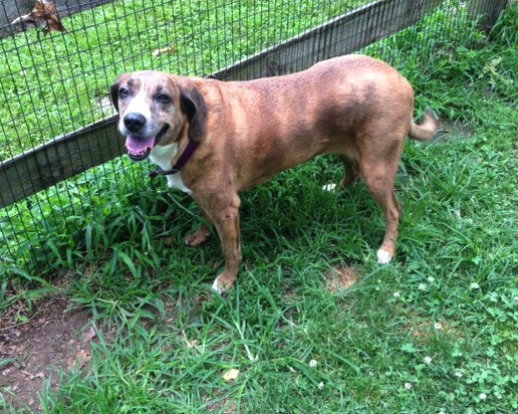 Lilah - photo 2