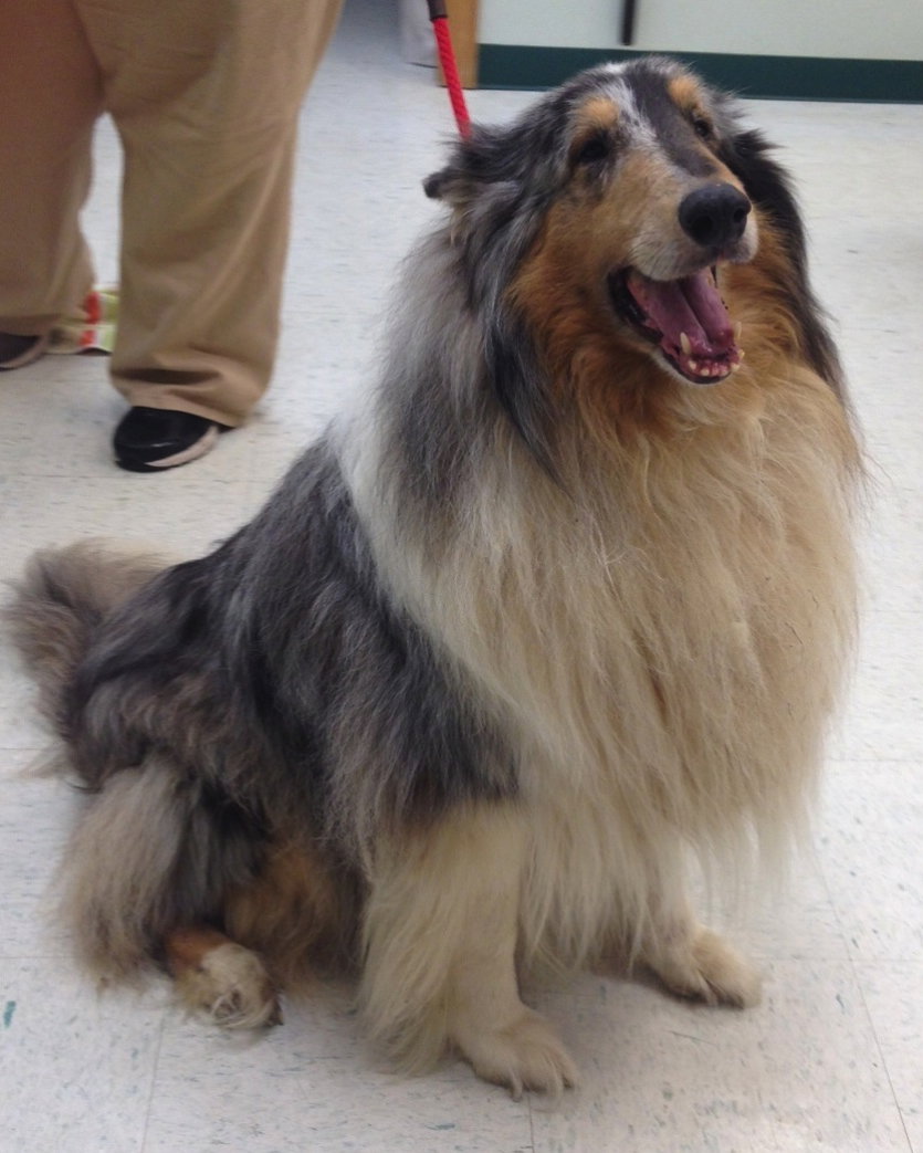Rosco - photo 3