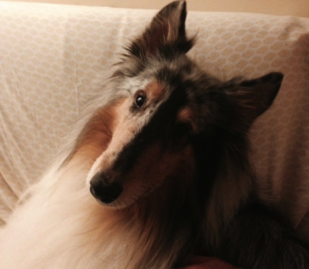 Rosco - photo 2