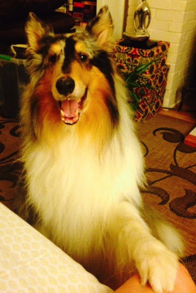 Rosco a Adult Male Collie (long coat) adopted through Collie Rescue