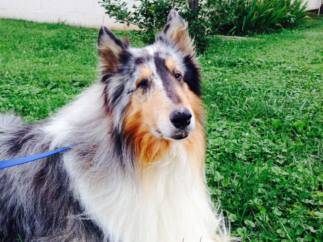 Rosco - photo 4