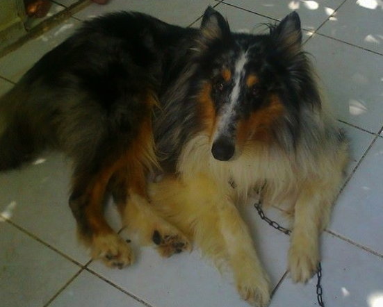 Hachi - photo 3