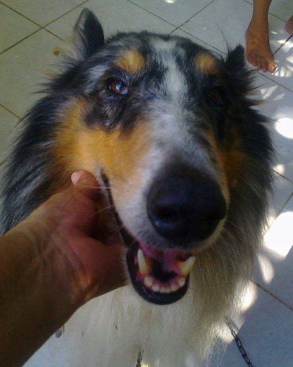 Hachi - photo 2