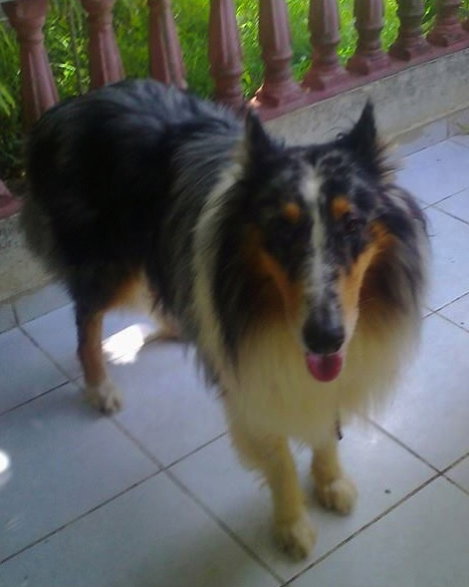 Hachi - photo 4