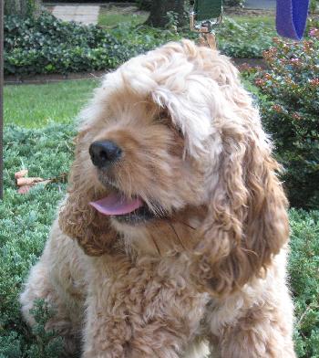 Macabee - photo 2