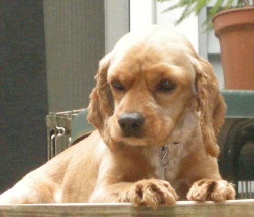 Macabee a Young Male Cocker Spaniel (short coat) adopted through Collie Rescue