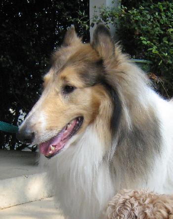Tallyn a Adult Male Collie (long coat) adopted through Collie Rescue