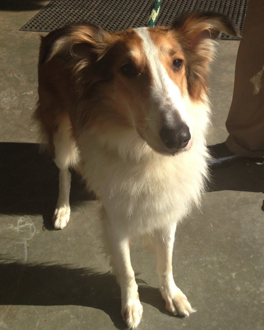 Honey - photo 3