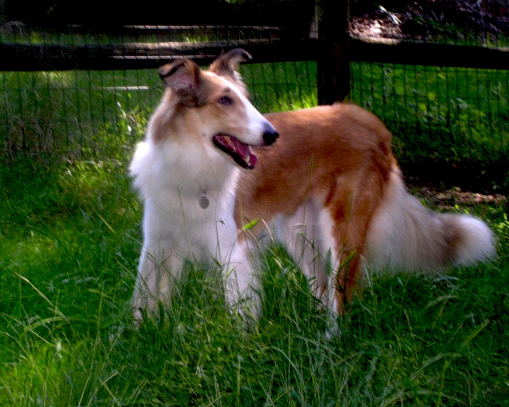 Honey - photo 4