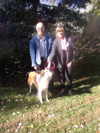 Honey a Young Female Collie (long coat) adopted through Collie Rescue