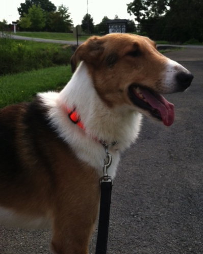 Otis - photo 2