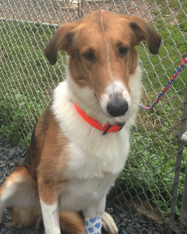 Otis - photo 3