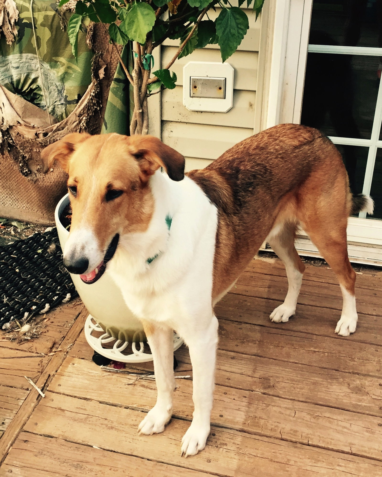 Otis a Young Male Collie (short coat) adopted through Collie Rescue