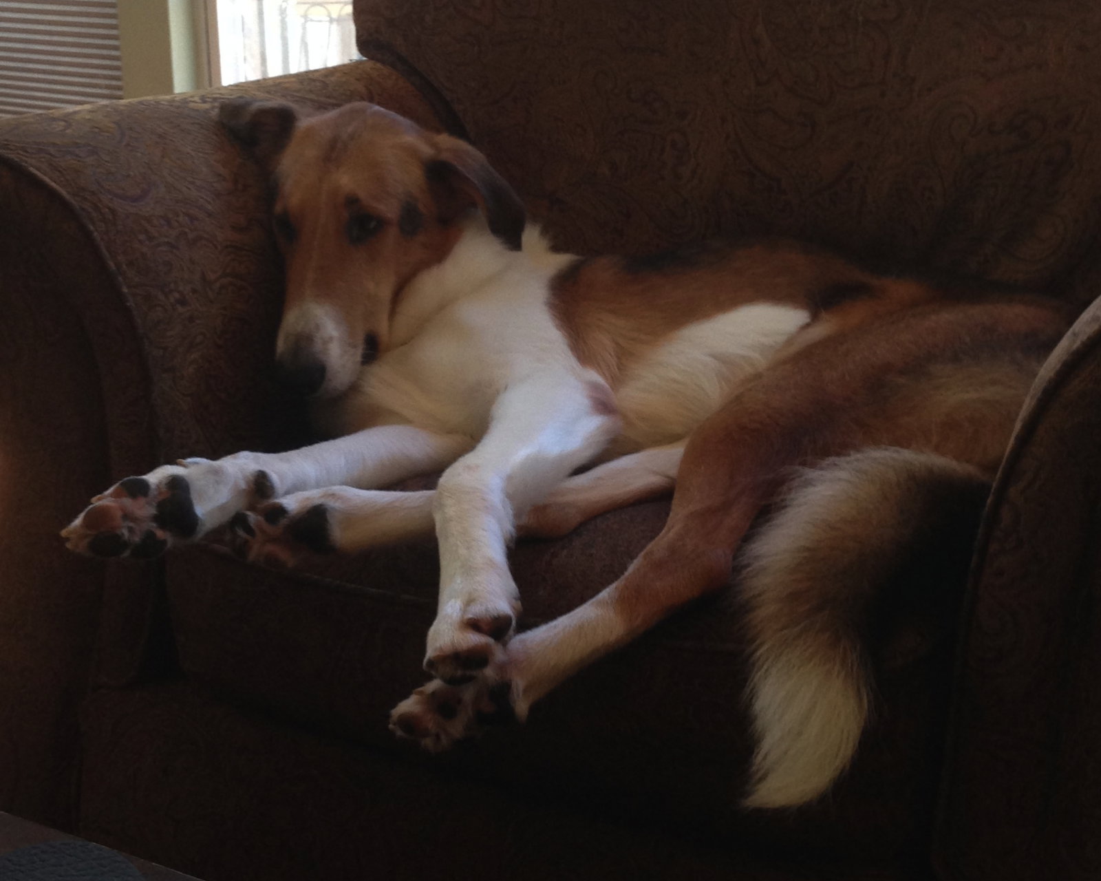 Otis - photo 4