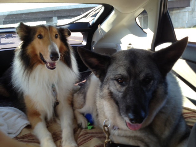 Kaden a Adult Male Collie (long coat) adopted through Collie Rescue