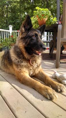 Diablo a Adult Male German Shepherd Dog (medium coat) adopted through Collie Rescue