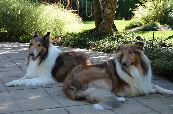 Max a Adult Male Collie (long coat) adopted through Collie Rescue