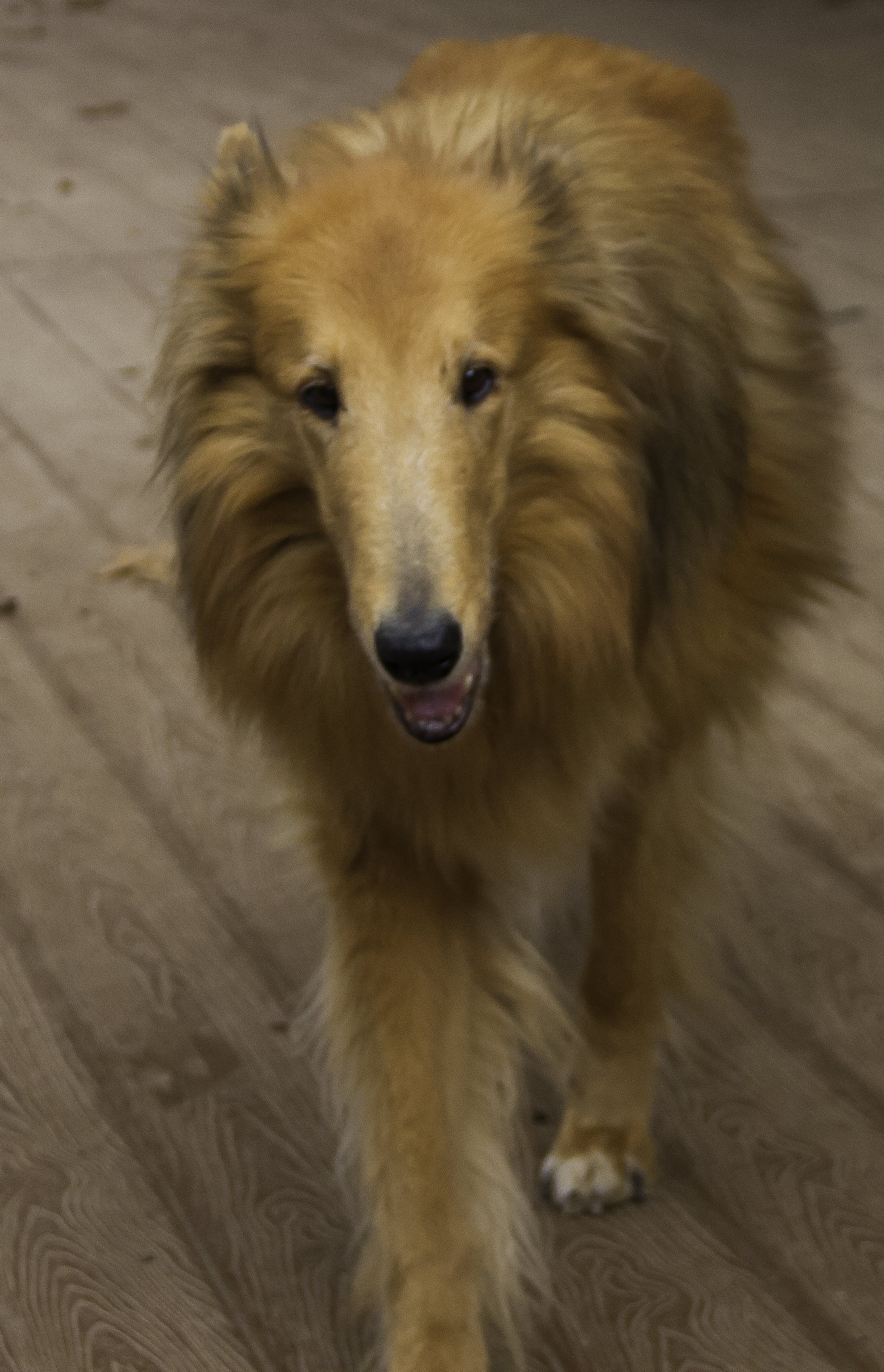 August a Senior Male Collie (long coat) adopted through Collie Rescue