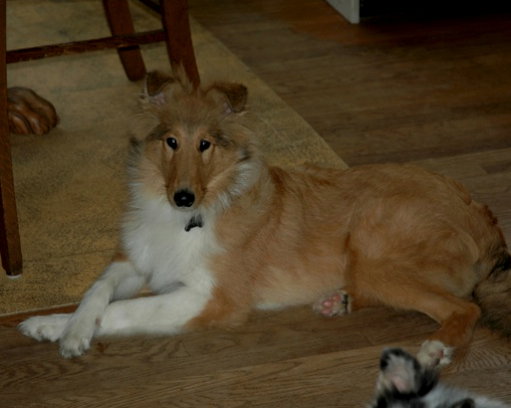 Griffin - photo 4