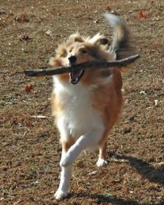 Griffin - photo 3