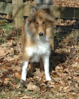 Griffin - photo 2