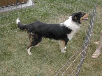 Susie - photo 2