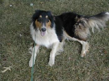 Susie a Young Female Collie (long coat) adopted through Collie Rescue