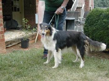 Susie - photo 3