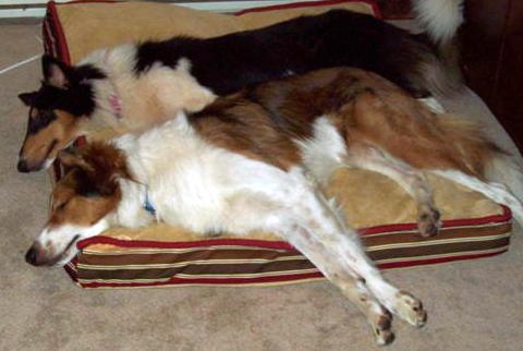 Tyler a Adult Male Collie / Mixed (medium coat) adopted through Collie Rescue