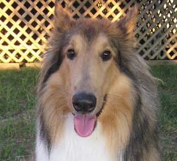 Ross a Young Male Collie (medium coat) adopted through Collie Rescue