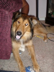 Scarlett O'Hara a Adult Male Collie / Mixed (medium coat) adopted through Collie Rescue