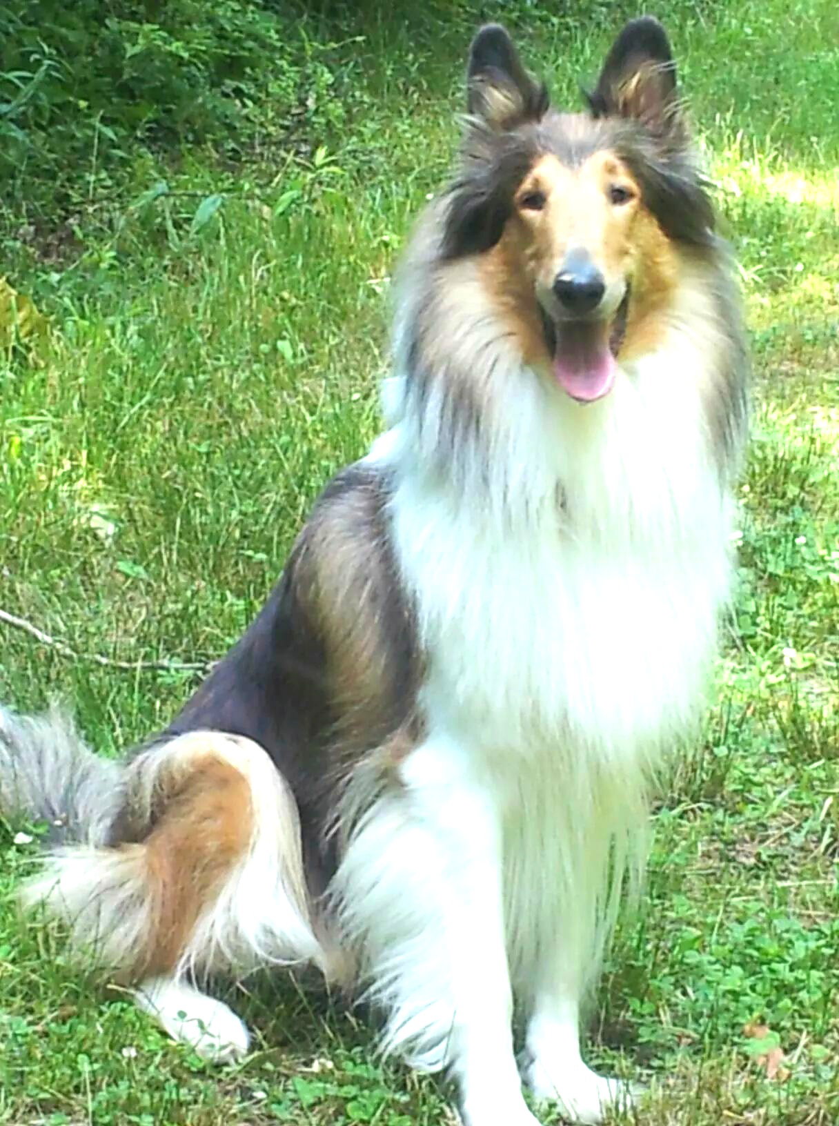 Bailey a Adult Female Collie (long coat) adopted through Collie Rescue
