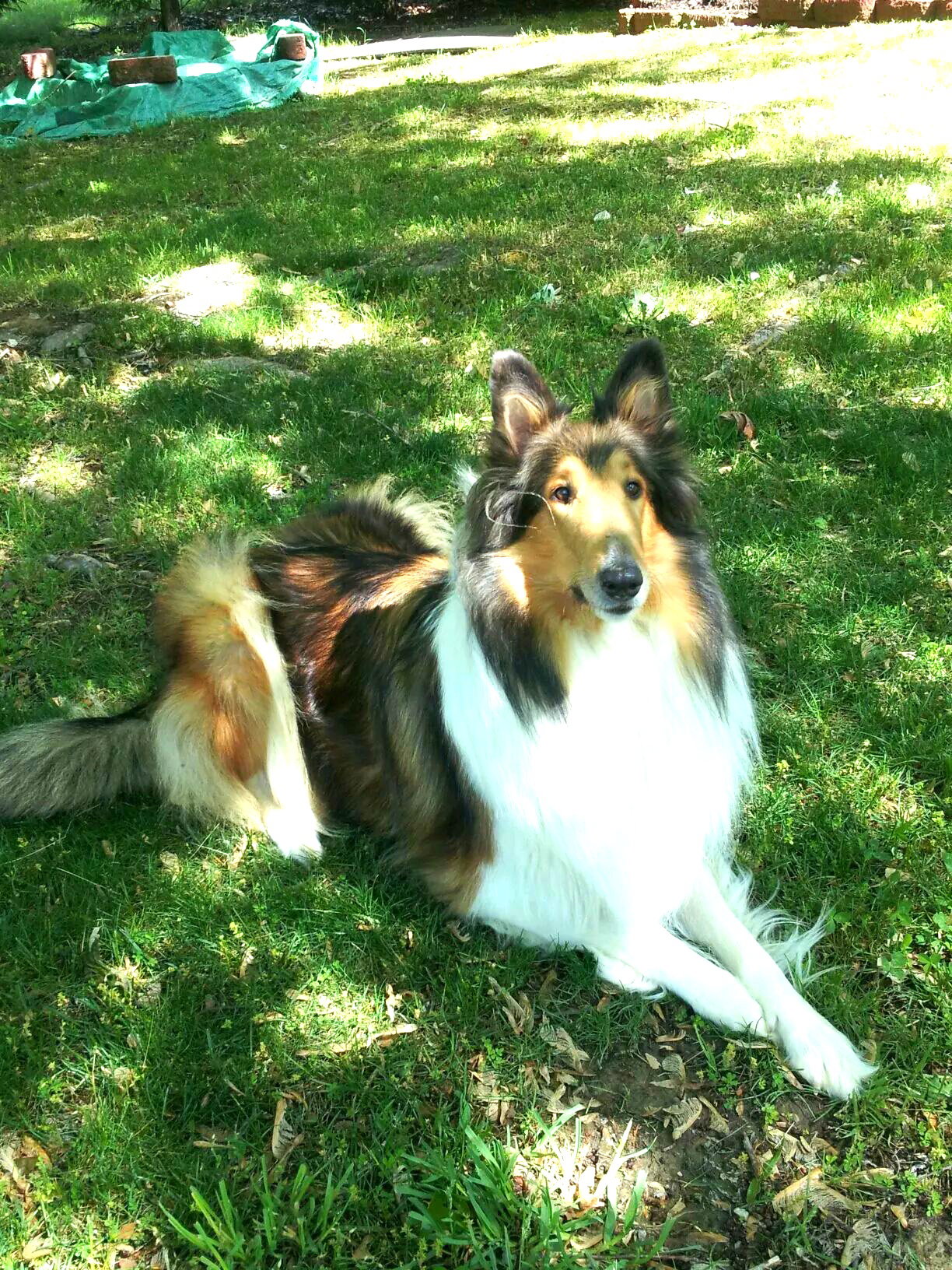Bailey - photo 2