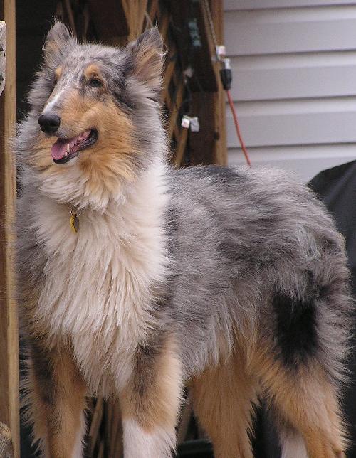 Owen a Adult Male Collie (long coat) adopted through Collie Rescue