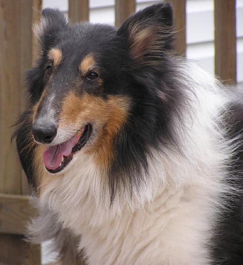 Ben a Adult Male Collie (long coat) adopted through Collie Rescue