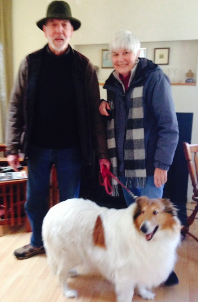 Avalanche a Adult Female Collie (long coat) adopted through Collie Rescue
