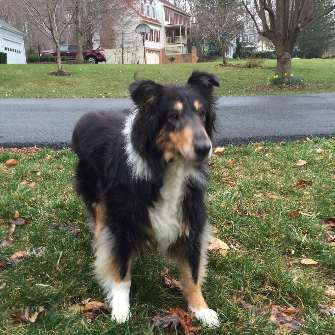 Senior Care Program - Katie a Senior Female Collie (long coat) adopted through Collie Rescue