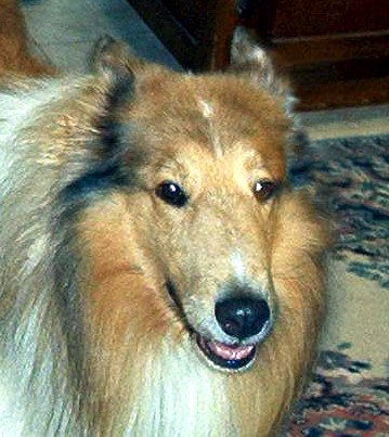 Timbre a Adult Male Collie (long coat) adopted through Collie Rescue
