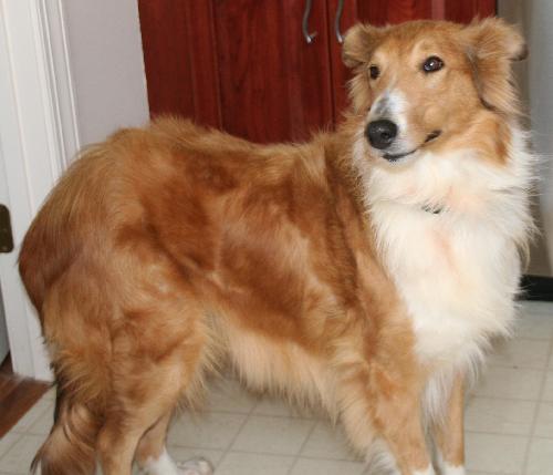 Hannah a Adult Female Collie (long coat) adopted through Collie Rescue