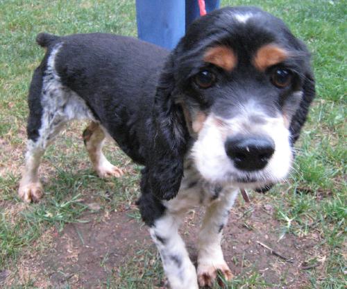 Max a Adult Male Cocker Spaniel (medium coat) adopted through Collie Rescue