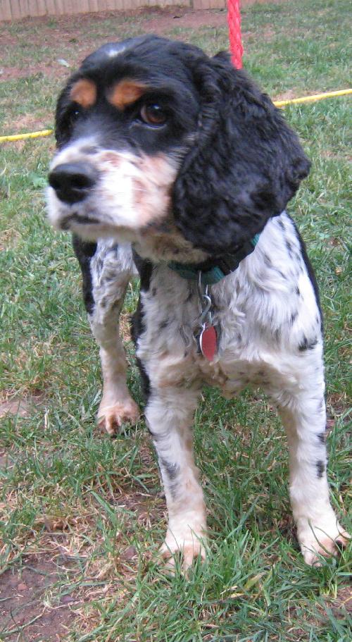 Max - photo 2
