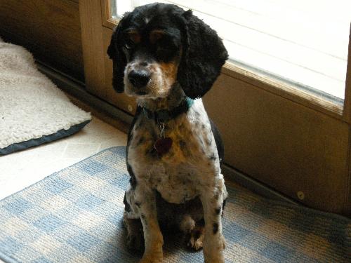 Max - photo 3