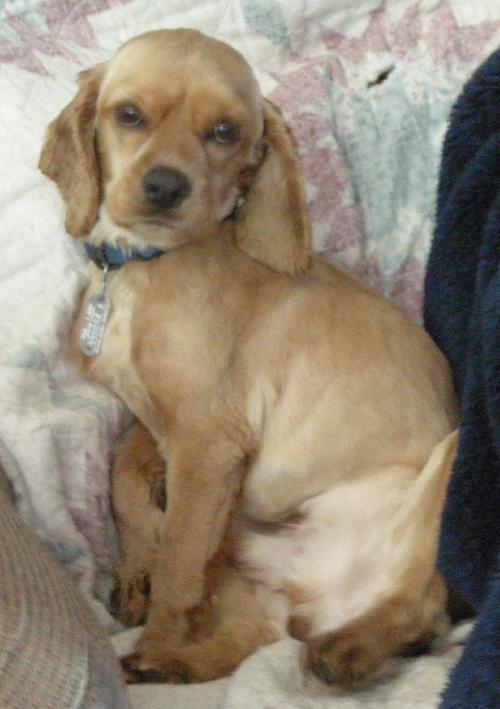 Buddy - photo 2