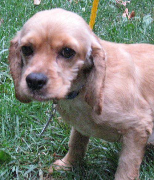 Buddy a Adult Male Cocker Spaniel (medium coat) adopted through Collie Rescue