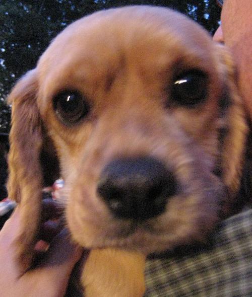 Buddy - photo 3