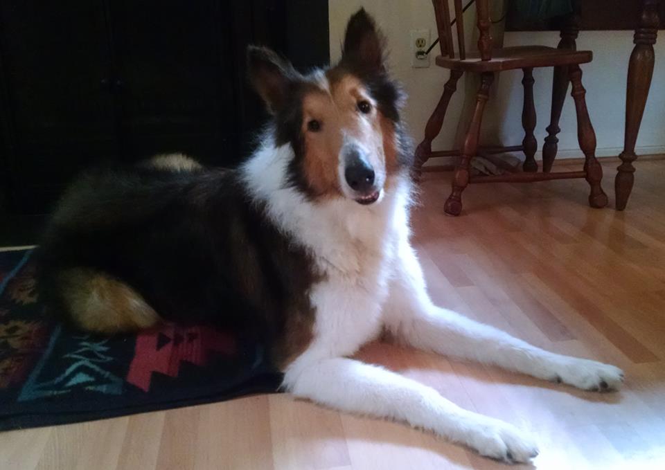 Chance a Adult Male Collie (long coat) adopted through Collie Rescue