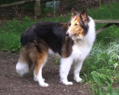 Chance - photo 2