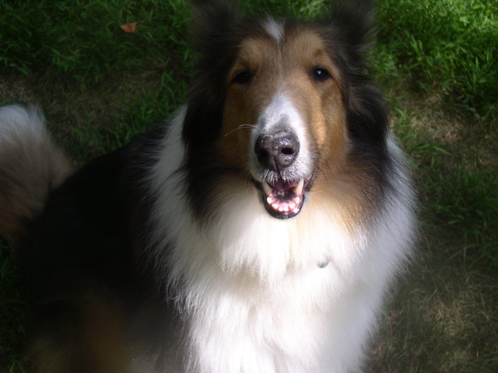 Chance - photo 3