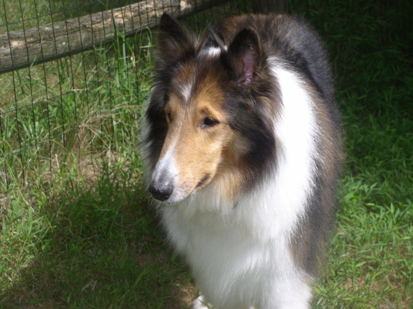 Chance - photo 4
